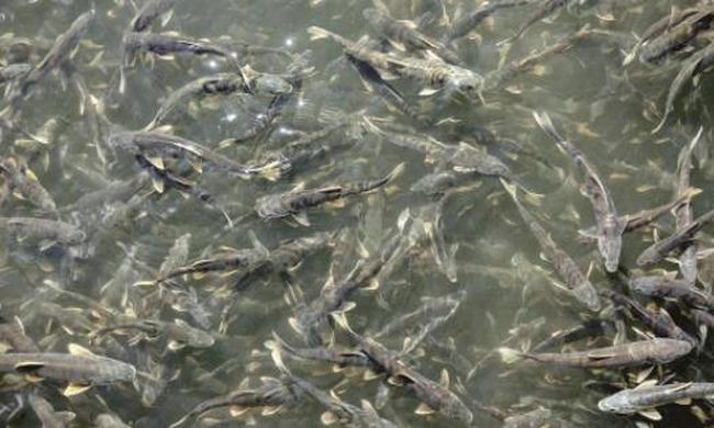青海湖裸鲤资源量超10万吨 较保护初期增长约38倍